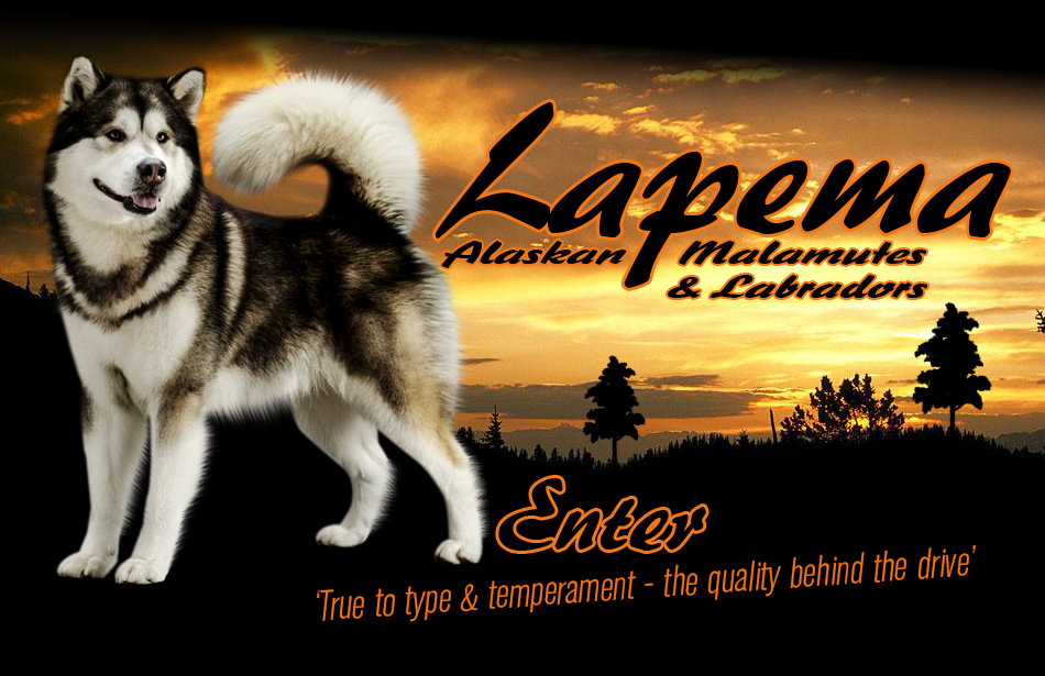 Lapema Malamutes