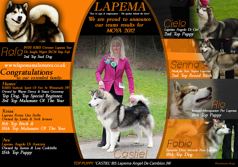 Lapema Alaskan Malamutes