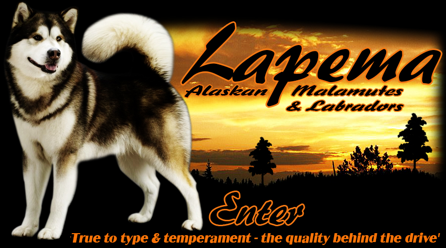 Lapema Alaskan Malamutes