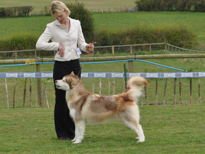 Lapema Alaskan Malamutes