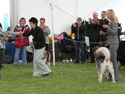 Lapema Alaskan Malamutes