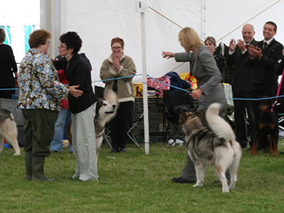 Lapema Alaskan Malamutes