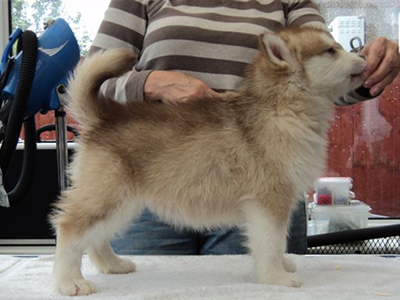 Lapema Alaskan Malamutes