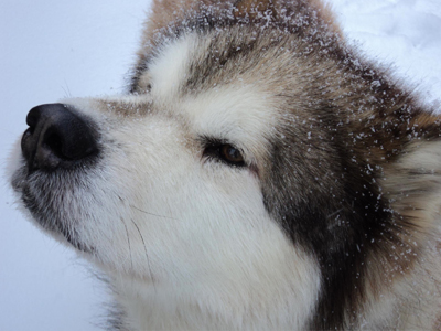 Lapema Alaskan Malamutes