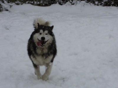 Lapema Alaskan Malamutes