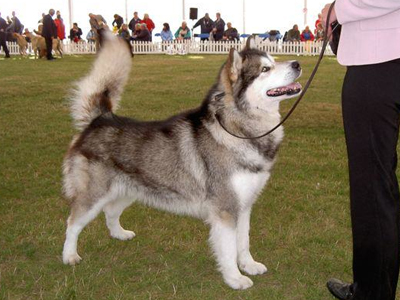 Lapema Alaskan Malamutes