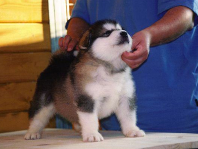 Lapema Alaskan Malamutes