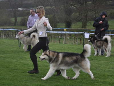 Lapema Alaskan Malamutes