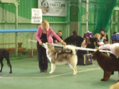 Lapema Alaskan Malamutes