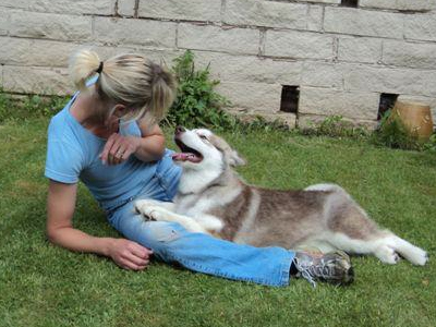 Lapema Alaskan Malamutes