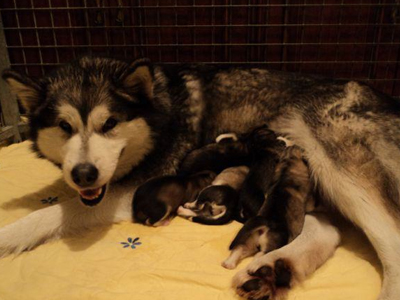 Lapema Alaskan Malamutes