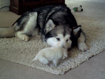 Lapema Alaskan Malamutes