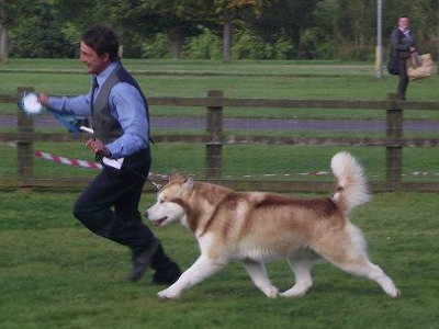 Lapema Alaskan Malamutes