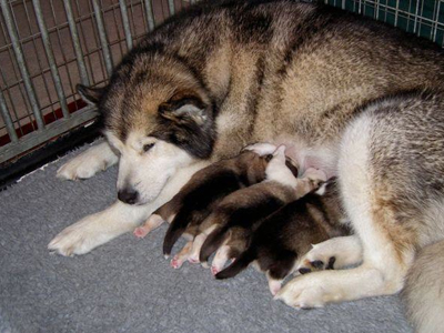 Lapema Alaskan Malamutes