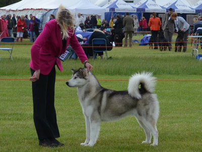 Lapema Alaskan Malamutes