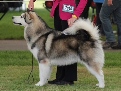 Lapema Alaskan Malamutes