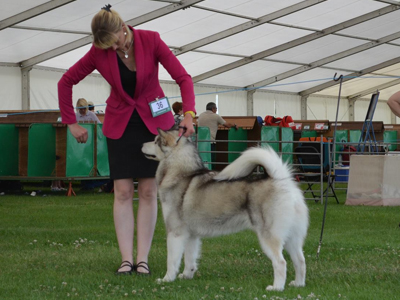 Lapema Alaskan Malamutes