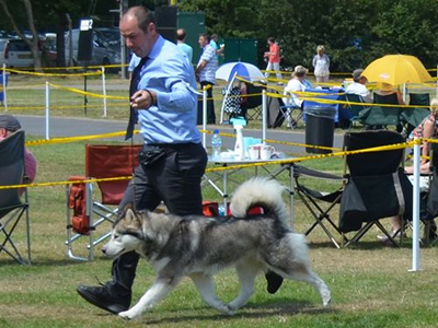 Lapema Alaskan Malamutes