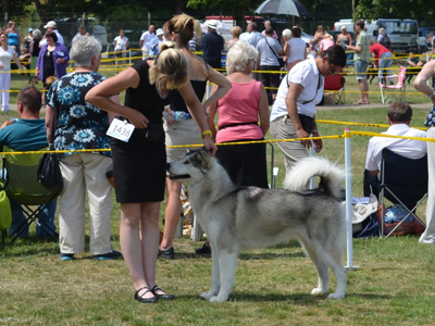 Lapema Alaskan Malamutes