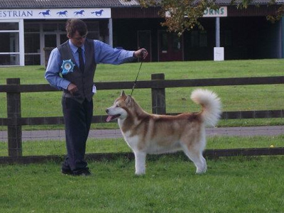 Lapema Alaskan Malamutes