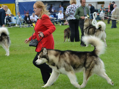 Lapema Alaskan Malamutes