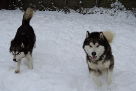 Lapema Alaskan Malamutes