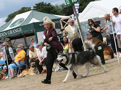 Lapema Alaskan Malamutes