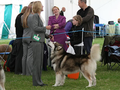 Lapema Alaskan Malamutes