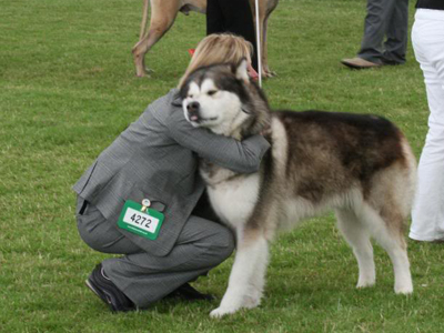 Lapema Alaskan Malamutes