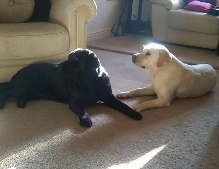 Ivy & Rosie 2 years old 