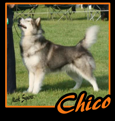 Chico