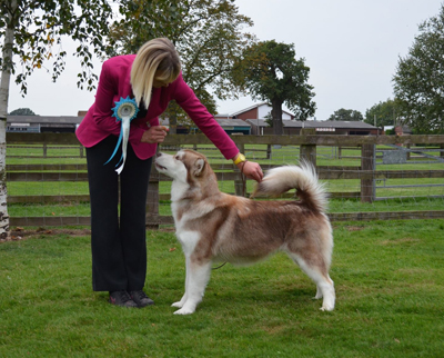 Lapema Alaskan Malamutes