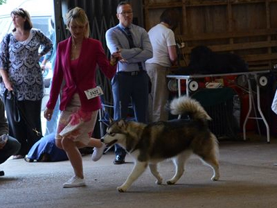 Lapema Kennels - Alaskan Malamutes