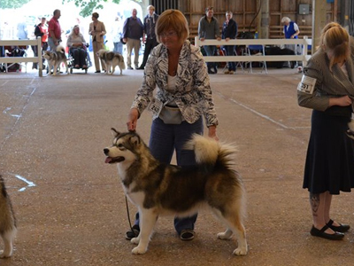 Lapema Kennels - Alaskan Malamutes