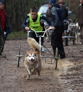 Lapema working dogs