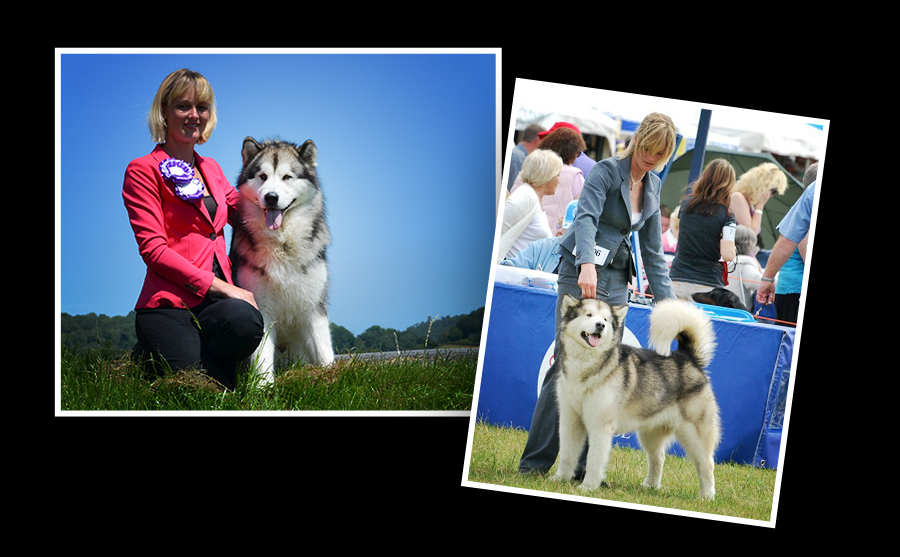 Lapema Alaskan Malamutes